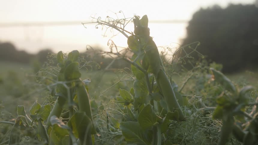 Pea plants thrive in a field under the warm glow of sunset