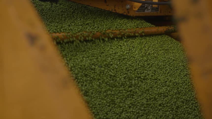 Pea crops are running through the farm machine