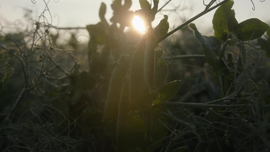 The sun shines brightly through lush pea plants in a field creating a lens flare effect and illuminating the delicate tendrils of the plants