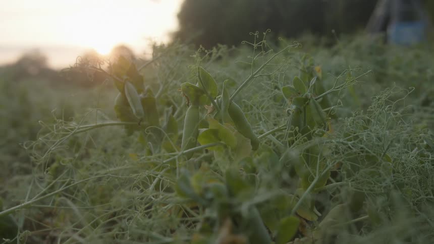 Closeup of a pea plant in a farm field at sunset