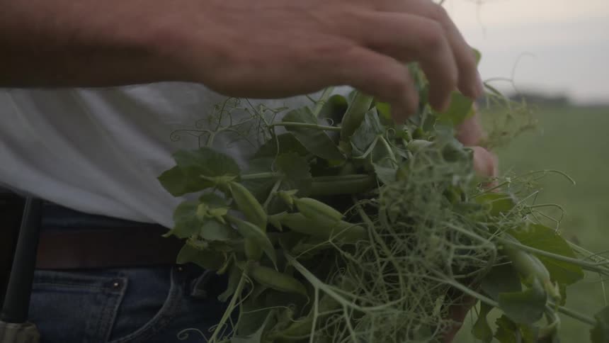 The farmer is holding a bush of crop in his hands