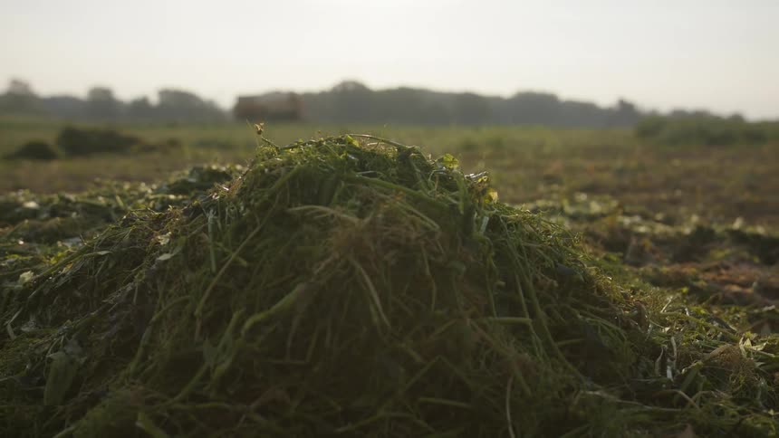 Remnants of crop harvest on farmland