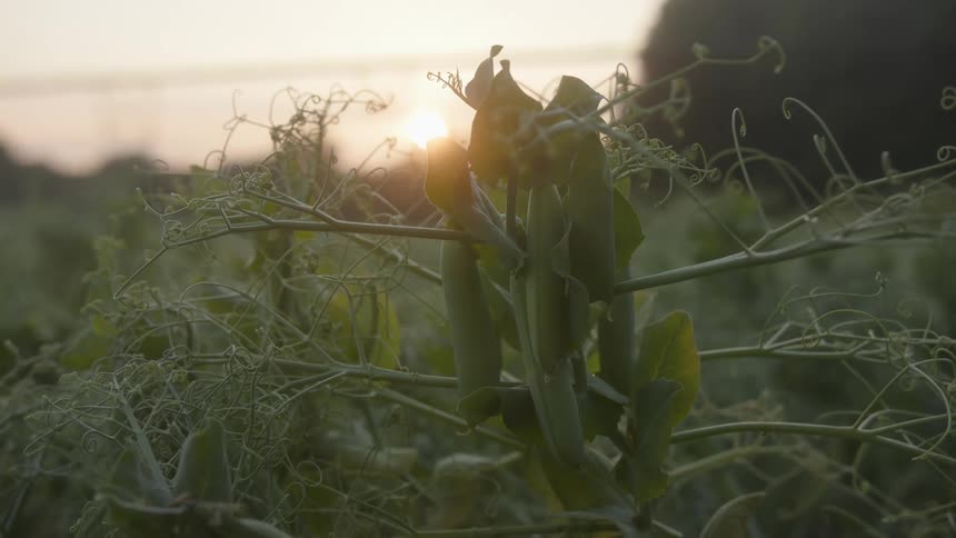 Closeup of a pea plant with pods in a farm field at sunset