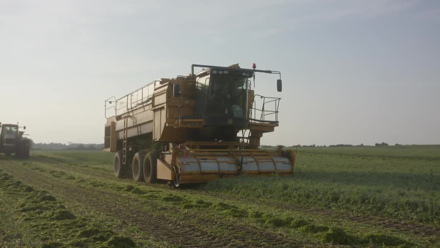 The large farm vehicles are harvesting crop at the long farm