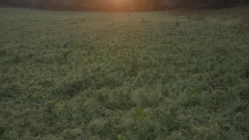 The sun sets or rises over a vast green field casting a warm glow on the horizon and illuminating the dense growth of plants