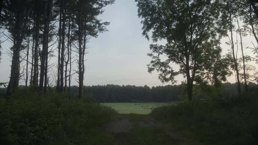 A long green field is surrounded by a forest