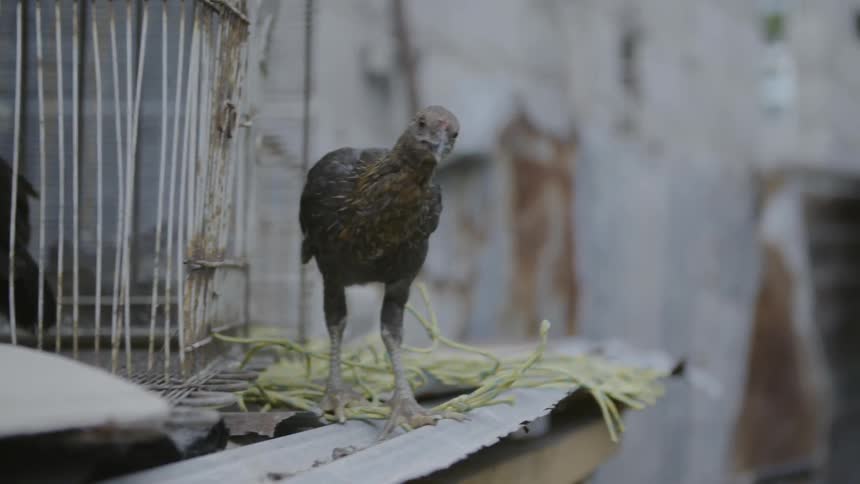 A chicken walks near a cage