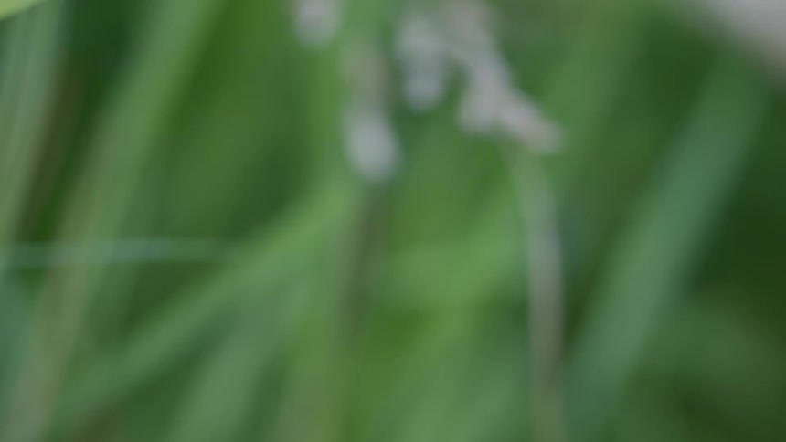 A bug takes flight off a blade of grass