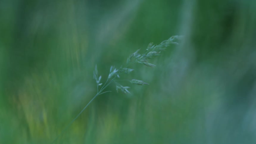 A closeup of a single green grass in a blurred background of lush greenery creating a calm and natural scene