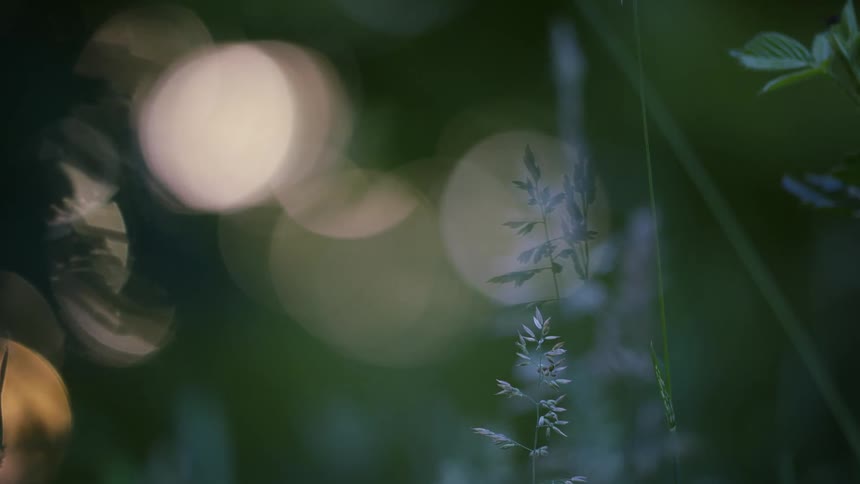 Tall grass stalks stand softly illuminated against a dark green background with large golden bokeh circles of light