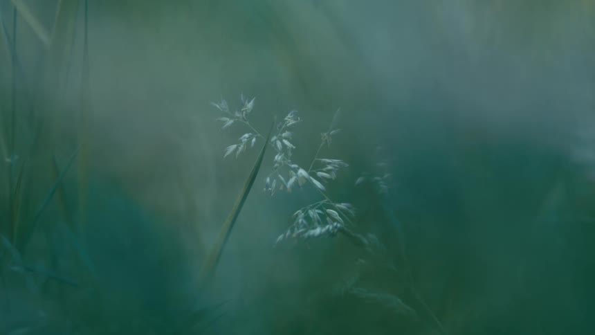 A small stem of grass and seeds is gentle moving in the breeze