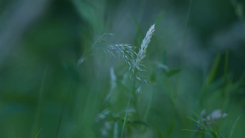 Tall grass blades sway in a green field