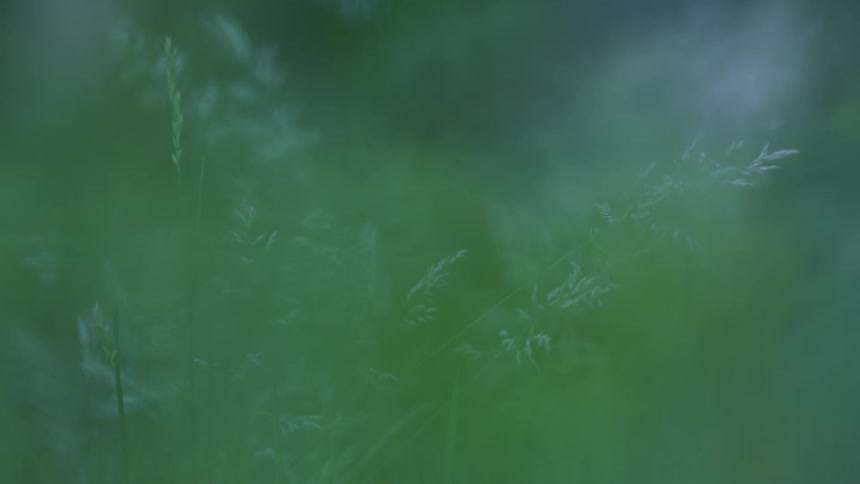 Forest meadow undergrowth with blurred background
