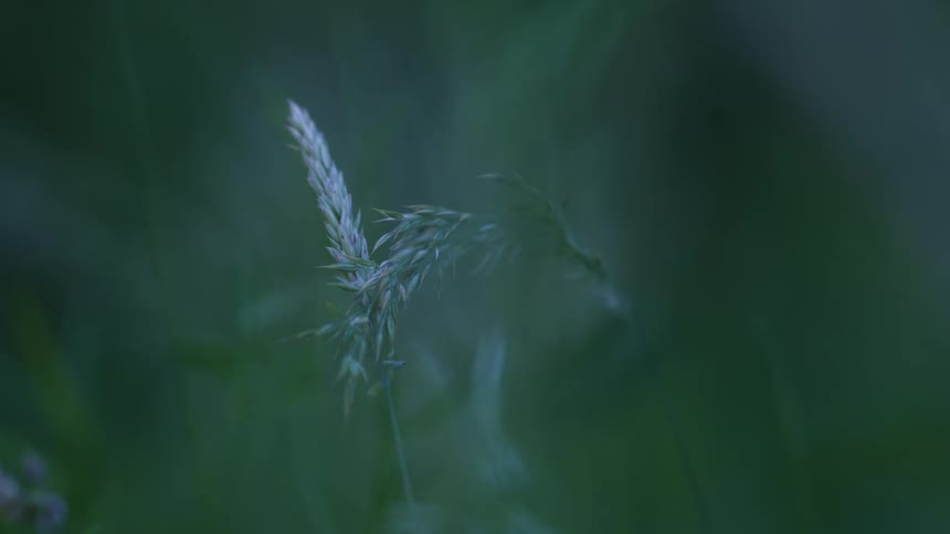 A single stalk of grass swaying in the wind against a blurry background