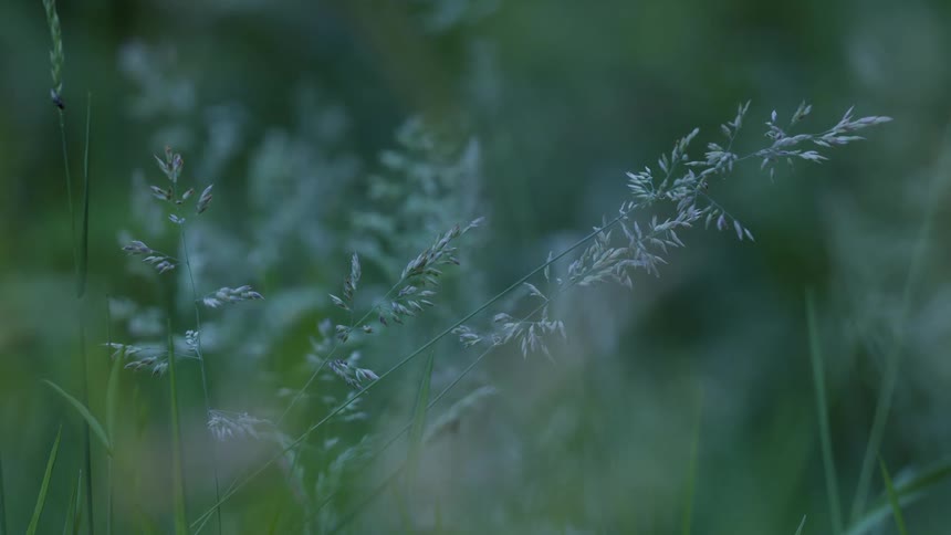 Tall grass and wildflowers swaying gently in the breeze with a softfocus background