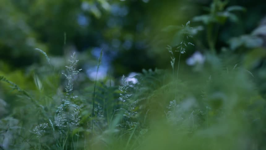 Delicate blades of grass and wild plants rise in a shaded green forest clearing softly blurred in the foreground