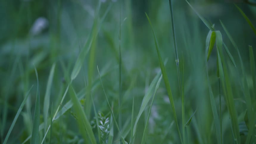 Green grass blades in focus with a blurred background
