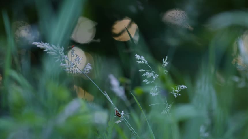 Meadow grass with red soldier beetles and blurred sunlight coming softly through foilage