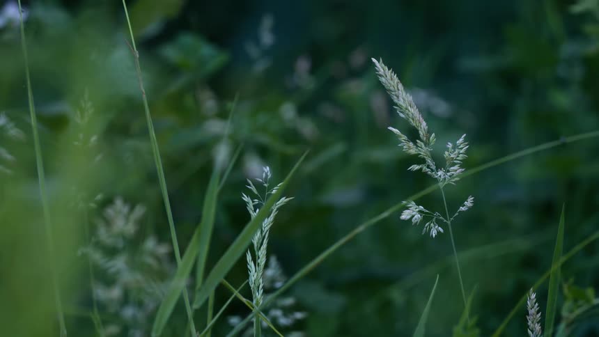 The video shows a closeup shot of green stalks of grass with a few lighter driedout stalks interspersed among them the background is a softfocus blur of dark green suggesting a field or forest