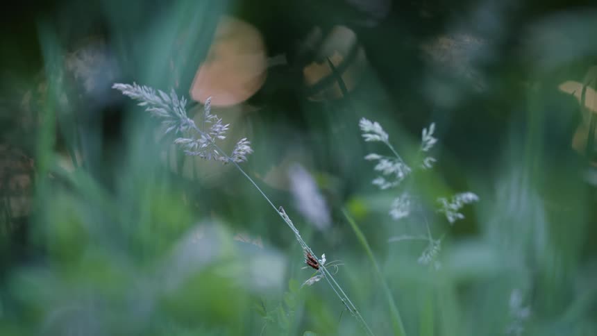 Meadow grass with red soldier beetles and blurred sunlight coming through foilage
