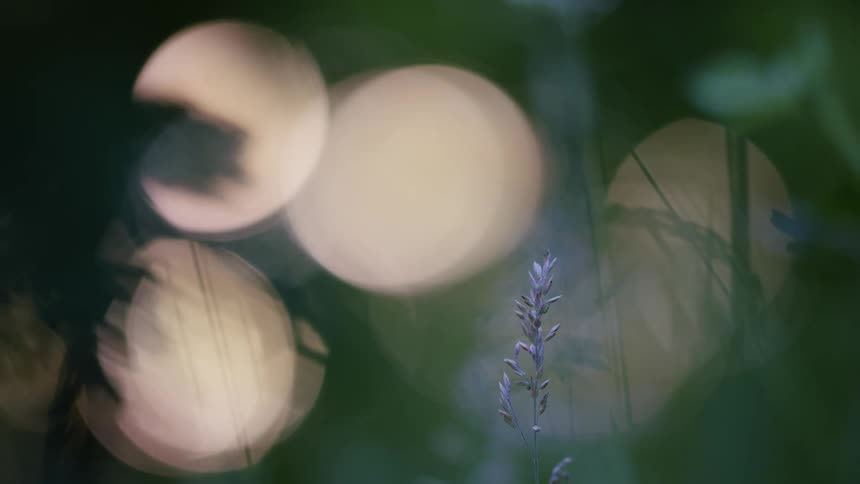 A single flower stem stands against big soft bokeh circles of light
