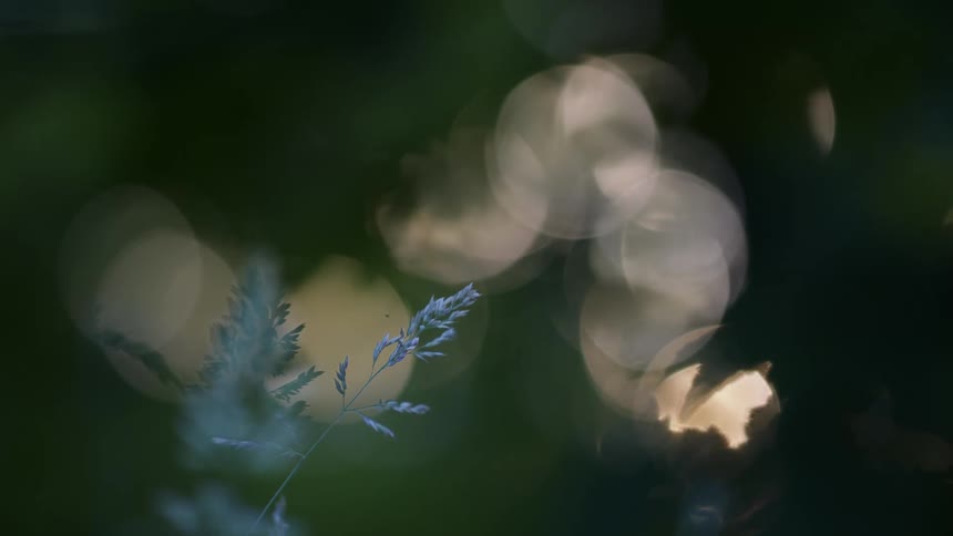Delicate branch in the foreground with a dark background and blurred light circles