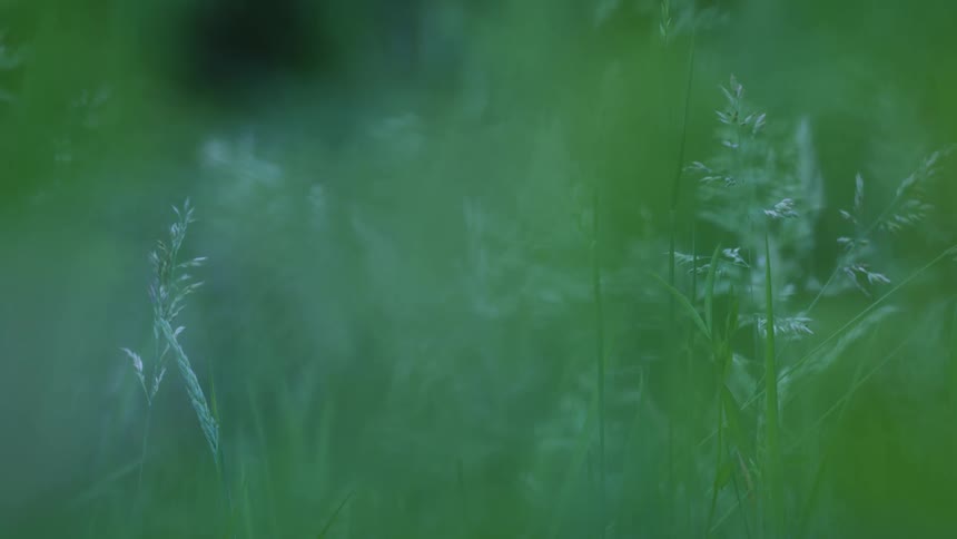 Green grass stalks in soft focus among blurred leaves