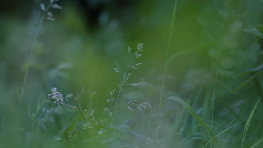 Small white flowers and grass stalks among blurred green vegetation on windy day