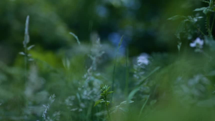 Low vegetation with grass and small plants in soft focus against a blurred green background