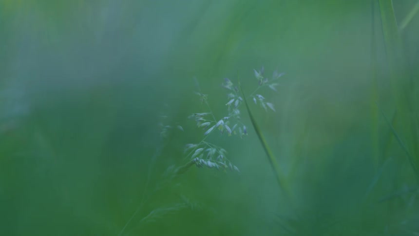 Small grass stems softly emerge against a blurred green background