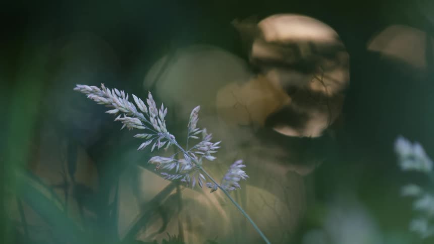Blurred sunset light amidst undergrowth with grass in focus in foreground
