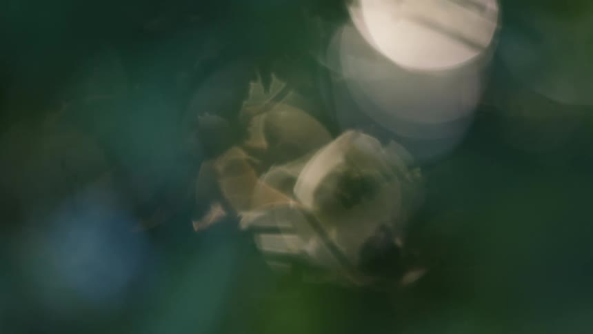 Circular lights and hazy shapes in green and golden tones