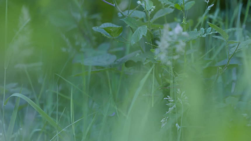 A forest meadow filled with plants that have green leaves at midday