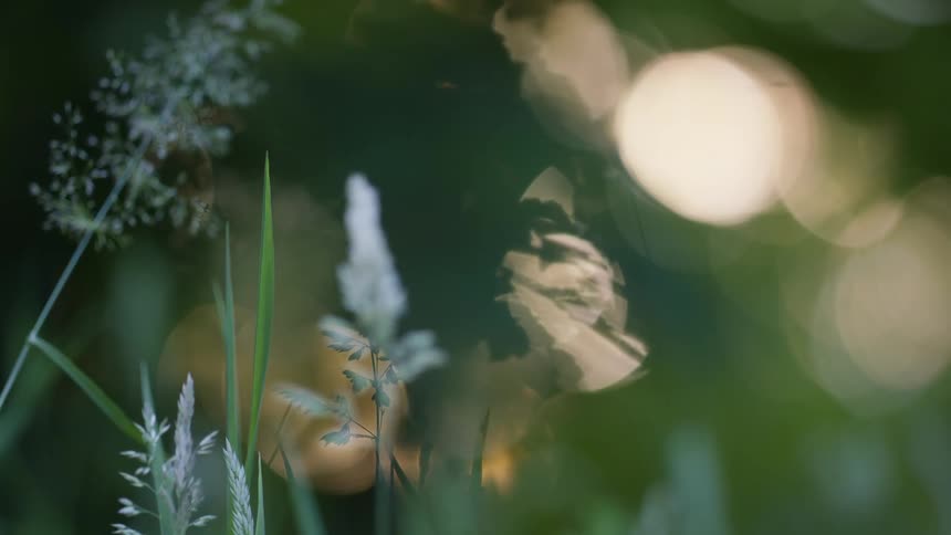 A grass plant in the woods with light reflecting in the distance