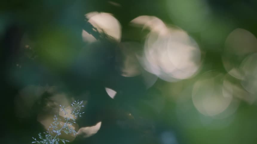 Small plant stem in soft focus on the left with a blurred background showing diffuse light circles