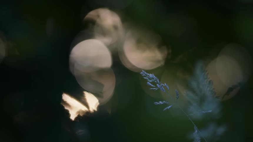 Blurred sunlight coming through vegetation of forest