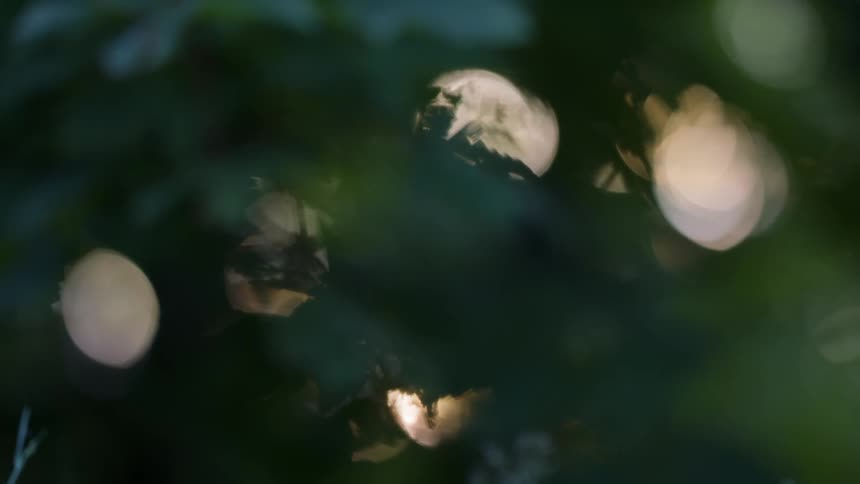 Blurred lights peek through foliage in a soft abstract view