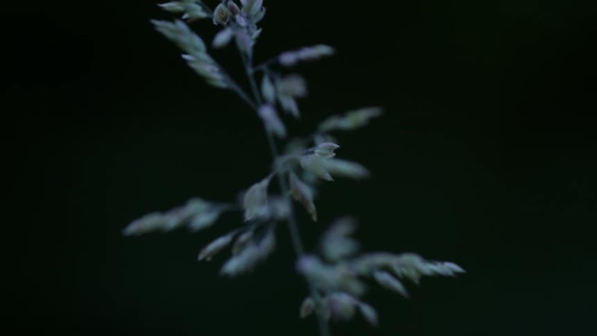 A single stalk of wild grass with a feathery seed head sways gently back and forth in a light breeze against a dark outoffocus background
