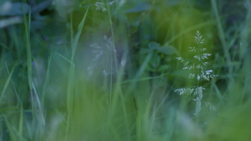 Undergrowth with grass