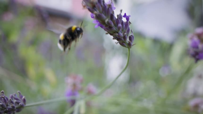 A bee flies away from a flower