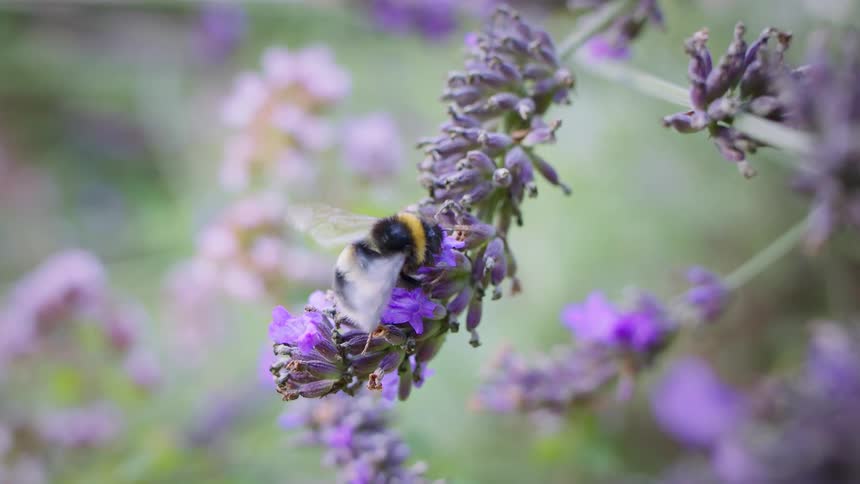 A bumblebee clings to a lavender bloom collecting nectar among soft purple petals then flies off