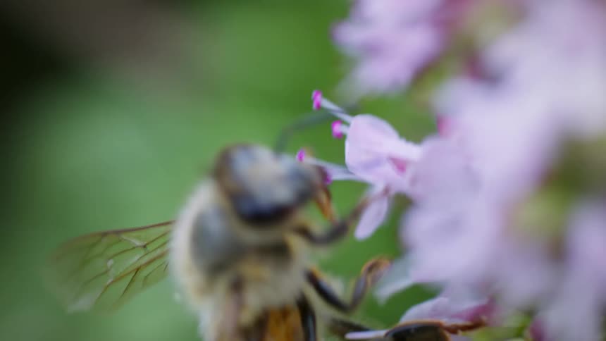 The video shows a closeup of a bee on a lightcolored flower with a green blurry background the bee has a furry brown body and is seen moving its head and antennae near the center of the flower the video ends with the bee moving out of focus