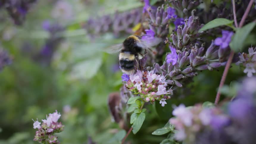 A large bumblebee buzzing around and collecting pollen from a cluster of purple and white flowers in a garden