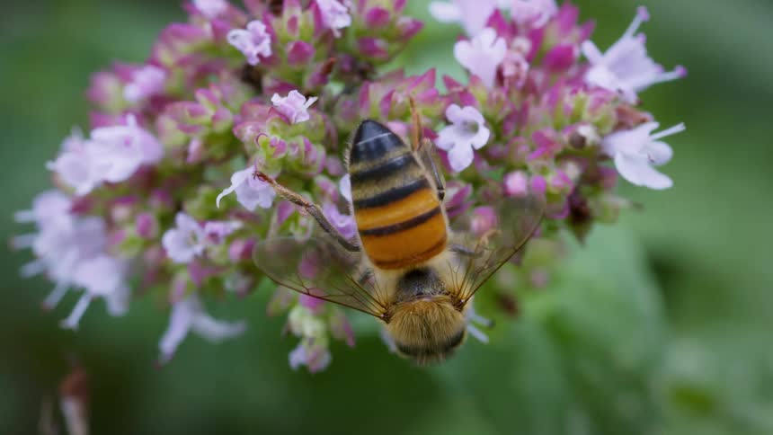 Honey bee walking on a pink and lilac flower