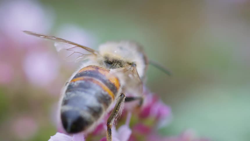 A honeybee pollinates a flowering plant in the wild at midday