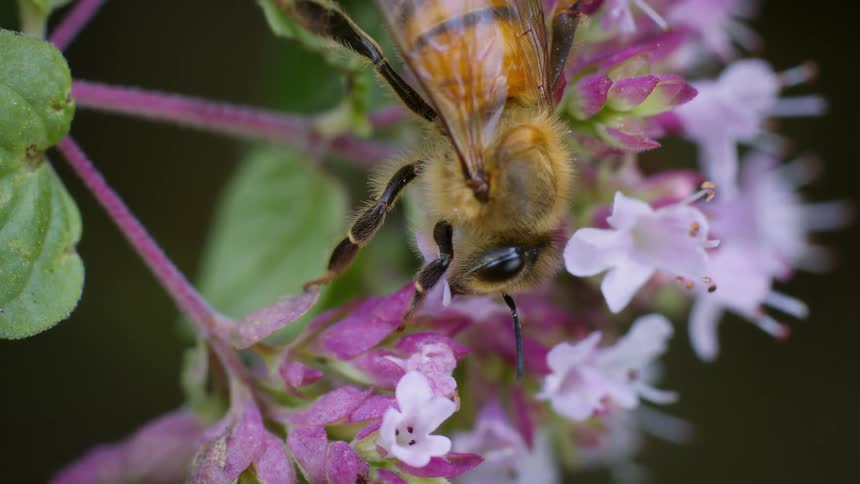 A honeybee with a furry body as it meticulously moves across delicate pink and white flowers