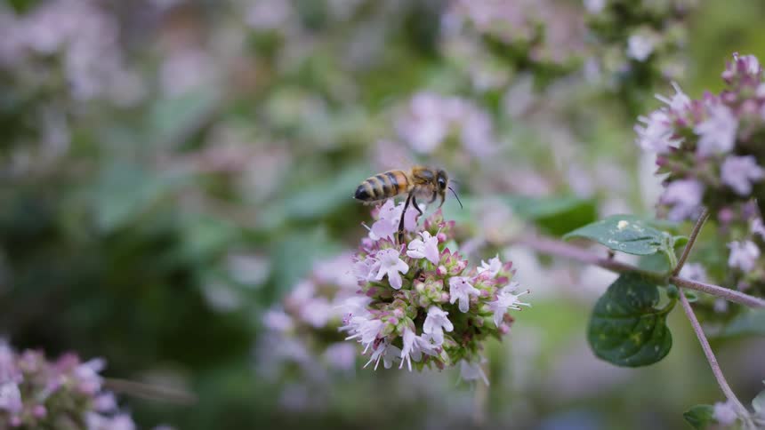 The video shows a honeybee it is perched on a flower and flies away