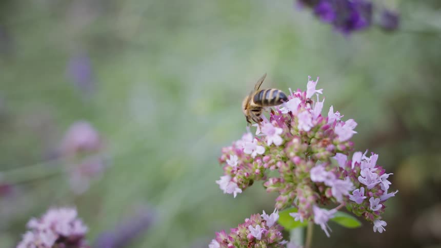 Bee on delicate pink flowers to collect nectar before flying away