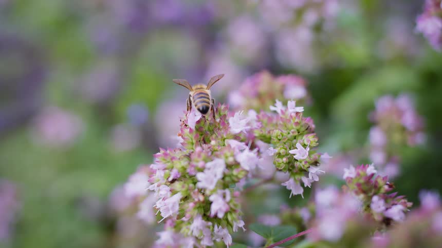 Honey bee with yellow and black stripes and translucent wings with dark veins gathering pollen from a cluster of small pink and white flowers in garden
