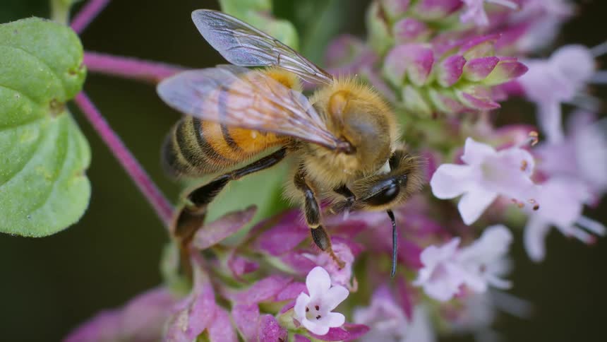 A bee collects nectar from small pink and white flowers its wings outstretched in closeup detail